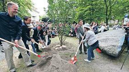Pflanzaktion. Baudezernent Klipp half beim Anlegen der Kirsche.