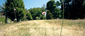 Die Schlösserstiftung versucht, großflächig zu wässern. Doch viele Rasenflächen bieten ein trauriges Bild.