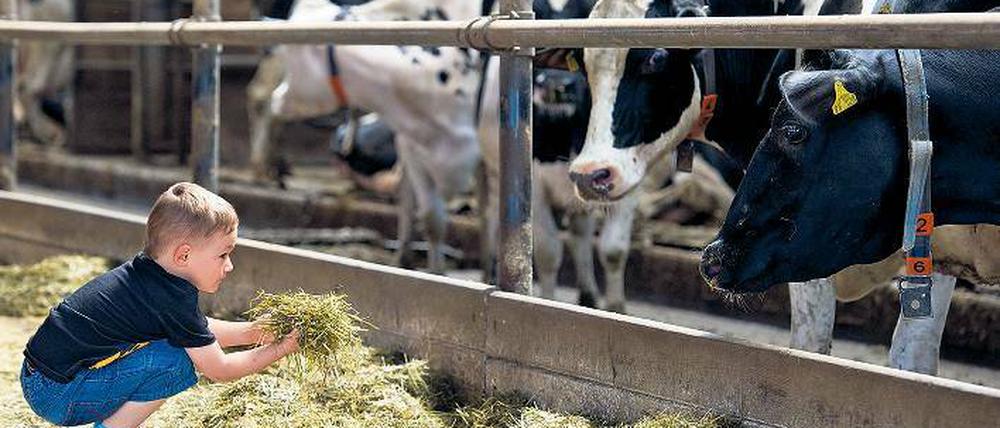 Mahlzeit. Viele Bauernhöfe sind geöffnet, und auch für das leibliche Wohl ist gesorgt. In diesem Fall gibt’s – Heu.