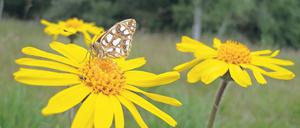 Dottergelbe Blüten. Die Arnica montana blüht derzeit.