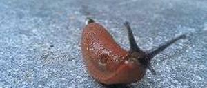 Still und hungrig. Die Nacktschnecken sind da – schützt das Gemüse!