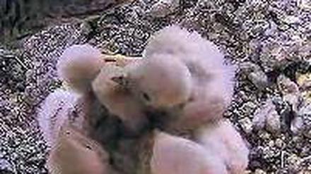 Bald flügge. Die Falken, beobachtet von der Livecam von Potsdam TV.