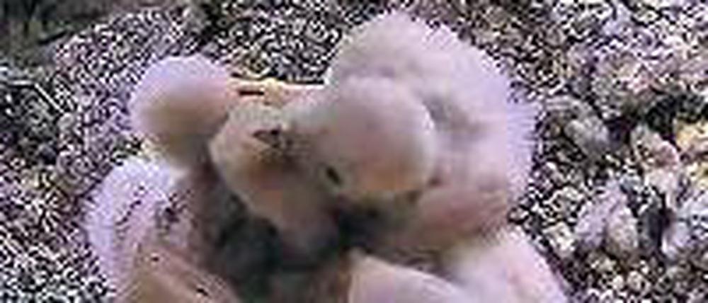 Bald flügge. Die Falken, beobachtet von der Livecam von Potsdam TV.