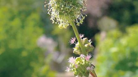 Vielseitig. Die Pimpinelle hat sogar drei verschiedene Blütentypen.