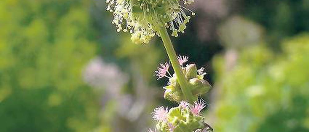 Vielseitig. Die Pimpinelle hat sogar drei verschiedene Blütentypen.