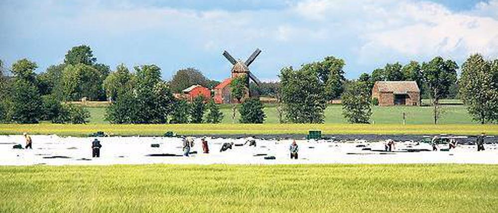 Zurückgekehrt. Die Mühle gehört wieder zur Stadtsilhouette.