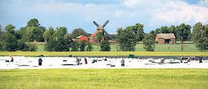 Zurückgekehrt. Die Mühle gehört wieder zur Stadtsilhouette.