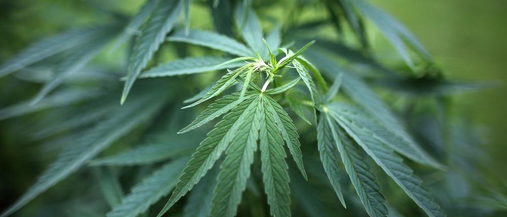 Weit mehr als 200 Cannabispflanzen hat ein 49-jähriger Mann in Weserarm angebaut.