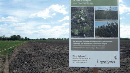 In Stahnsdorf wächst ein Energiewald heran.