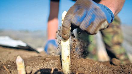 In Brandenburg gibt es weißen Spargel nicht nur vom Großanbieter, er wird auch in vielen kleineren Höfen produziert.