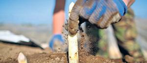 In Brandenburg gibt es weißen Spargel nicht nur vom Großanbieter, er wird auch in vielen kleineren Höfen produziert.