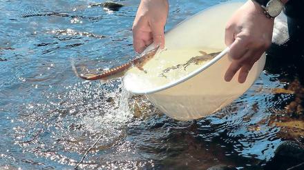 Der Stör soll mit gezielten Aktionen wieder in der Havel angesiedelt werden.