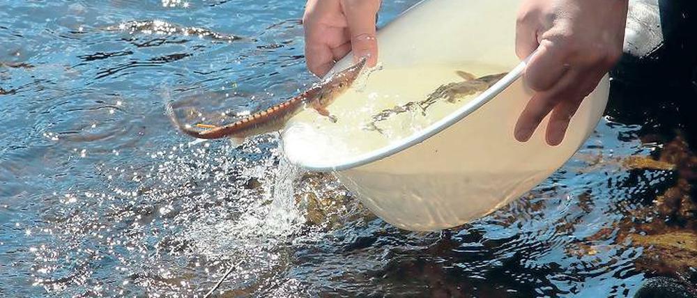 Der Stör soll mit gezielten Aktionen wieder in der Havel angesiedelt werden.