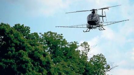 Nicht umsonst geflogen. Der Großeinsatz gegen den Eichenprozessionsspinner vor zwei Jahren hat sich gelohnt.