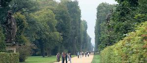 Kaum Larven. In Potsdam gibt es auch in diesem Jahr nur wenige Eichenprozessionsspinner in den Gärten und Park. Dafür breiten sich Zecken weiter aus und warten vor allem in den Gräsern und Büschen auf Nahrung.
