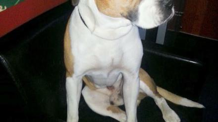 Wieder zu Hause: Hund Otis.