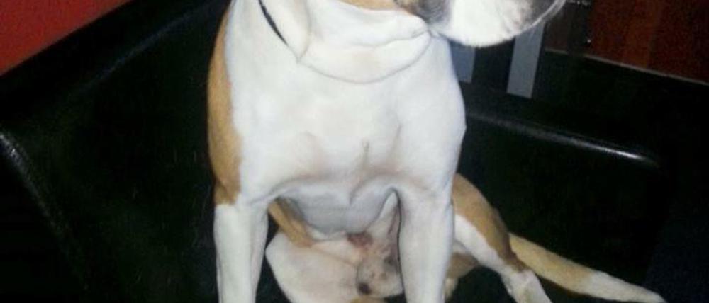 Wieder zu Hause: Hund Otis.