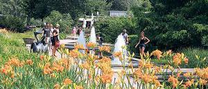 Blütenpracht. Auf der Freundschaftsinsel öffnet der Staudenbasar.