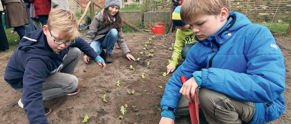 Wo kommt das Gemüse her, was kann es? Schülern der evengelischen Grundschule ackern im königlichen Hofgarten – die Ernte hinterher aufzuessen gehört dazu.