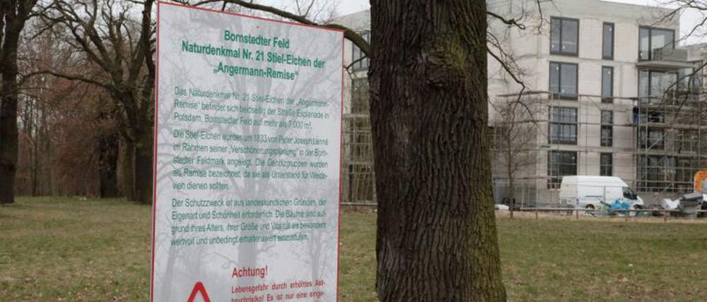 Mehrere Stiel-Eichen stehen auf der Straße Esplanade, eine von ihnen wurde im März gefällt.