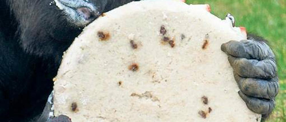 Lass dir’s schmecken, alter Affe. Gorilladame Fatou feierte mit Kuchen.