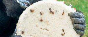 Lass dir’s schmecken, alter Affe. Gorilladame Fatou feierte mit Kuchen.