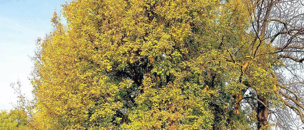 Früher ein Speisebaum. Der Feldahorn wird nur 15 Meter hoch.