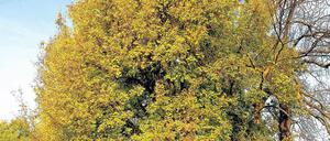 Früher ein Speisebaum. Der Feldahorn wird nur 15 Meter hoch.