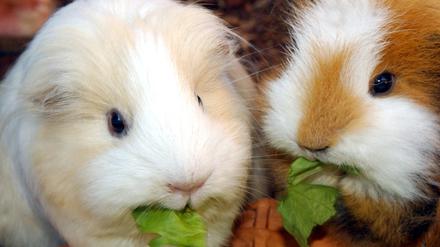 16 Meerschweinchen wurden vor Ostern ausgesetzt. Woher sie stammen, ist noch unklar.