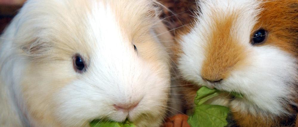 16 Meerschweinchen wurden vor Ostern ausgesetzt. Woher sie stammen, ist noch unklar.