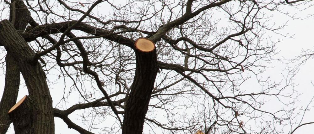 Verteidigung: Brandenburg sei stolz auf seine Alleen, doch es gebe keinen Sorgfaltsmaßstab.