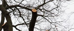 Verteidigung: Brandenburg sei stolz auf seine Alleen, doch es gebe keinen Sorgfaltsmaßstab.