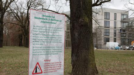 Mehrere Stiel-Eichen stehen auf der Straße Esplanade, eine von ihnen wurde im März gefällt.