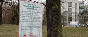 Mehrere Stiel-Eichen stehen auf der Straße Esplanade, eine von ihnen wurde im März gefällt.