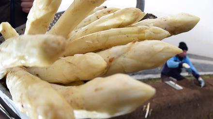 In Brandenburg wurden 2014 über 15.800 Tonnen Spargel geerntet.