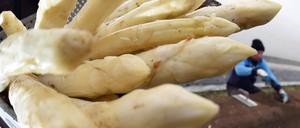 In Brandenburg wurden 2014 über 15.800 Tonnen Spargel geerntet.