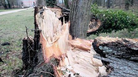 Niklas hat in Potsdam vergleichsweise wenig Schaden angerichtet. Vor allem sind zahlreiche Bäume in Potsdam, wie dieser am Neuen Palais, umgeknickt.
