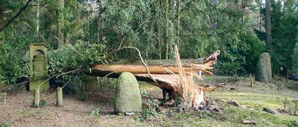 Umgeknickt. Der Sturm hat die Bäume gebrochen oder entwurzelt.