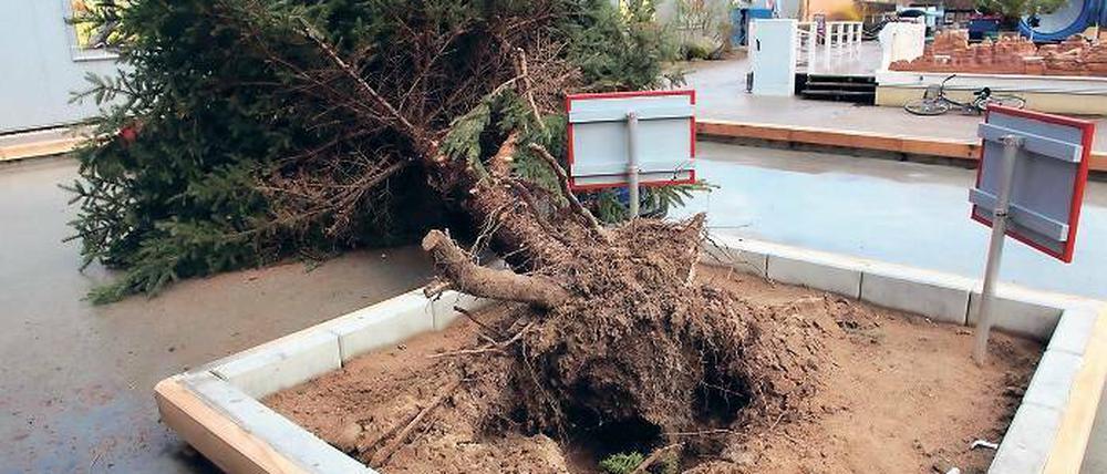 Entwurzelt. Im Filmpark riss der Sturm diesen Baum aus der Erde.