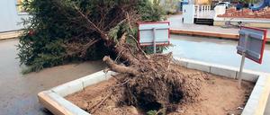 Entwurzelt. Im Filmpark riss der Sturm diesen Baum aus der Erde.