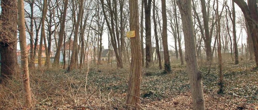 Einfach nur Wald? Um den einst vom königlichen Hofgärtner Theodor Carl Gustav Nietner entwickelten Villengarten des jüdischen Großgrundbesitzers Max Sabersky gibt es Streit. Die Erben zweifeln an der Rechtmäßigkeit der Eintragung in die Denkmalliste.