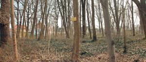 Einfach nur Wald? Um den einst vom königlichen Hofgärtner Theodor Carl Gustav Nietner entwickelten Villengarten des jüdischen Großgrundbesitzers Max Sabersky gibt es Streit. Die Erben zweifeln an der Rechtmäßigkeit der Eintragung in die Denkmalliste.