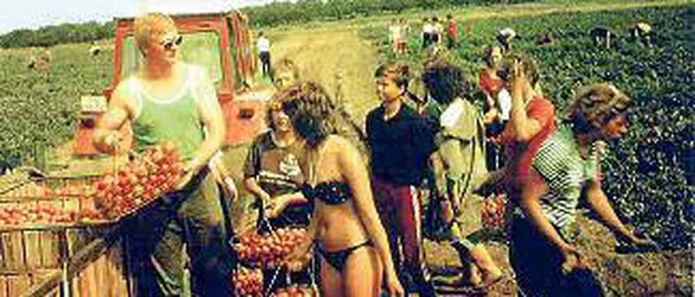 Leicht bekleidet. Ernteeinsatz in den 70ern beim Jugendobjekt Havelobst.
