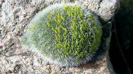 Pelzig. Das Gewöhnliche Kissenmoos Grimmia pulvinata trotzt Trockenheit.