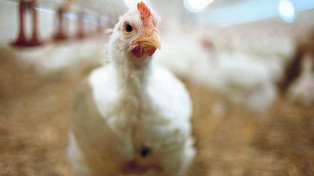 Glückliches Hähnchen? In Schmergow haben 1 500 Menschen gegen den Bau einer Hähnchenmastanlage unterschrieben. Dort sollen 165 000 Tiere gleichzeitig gehalten werden.