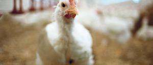 Glückliches Hähnchen? In Schmergow haben 1 500 Menschen gegen den Bau einer Hähnchenmastanlage unterschrieben. Dort sollen 165 000 Tiere gleichzeitig gehalten werden.