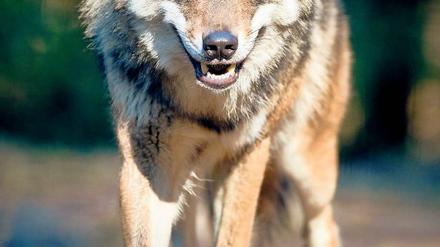 Angriffslustig. Wölfe sollen in Ostbrandenburg Damhirsche gerissen haben.