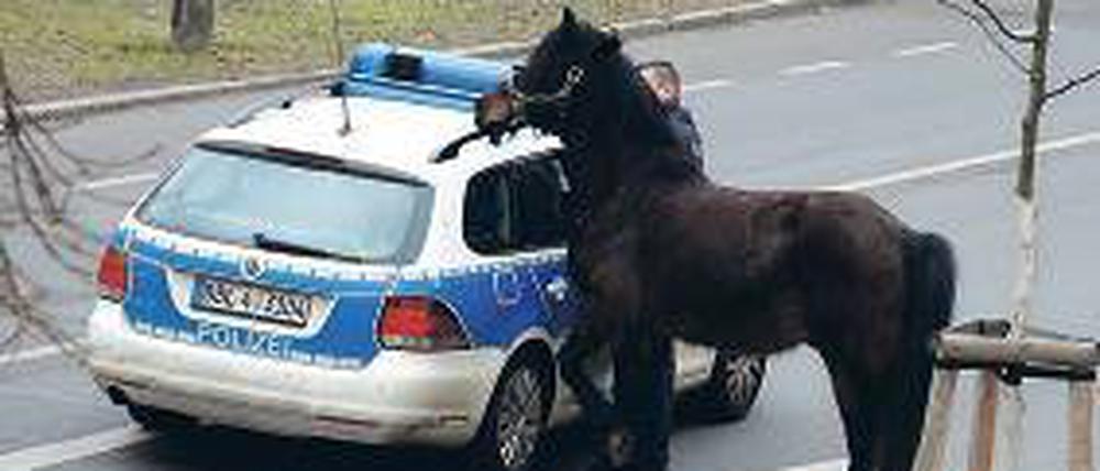 Hielt die Polizei auf Trab. Hans flüchtete aus Kienwerder nach Babelsberg.