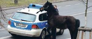 Hielt die Polizei auf Trab. Hans flüchtete aus Kienwerder nach Babelsberg.