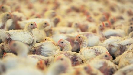 Deutlich weniger Geflügel sollen in Großmast-Betrieben gehalten werden, fordert die Initiative.